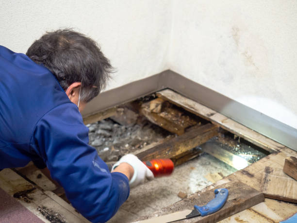 Best Mold Damage Repair  in Astatula, FL