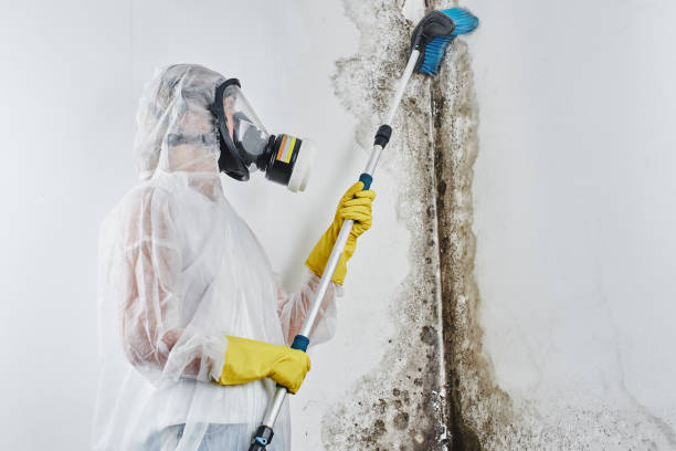 Certified Mold Removal in Astatula, FL