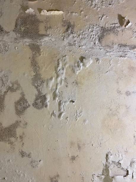 Best Office Mold Removal Services  in Astatula, FL